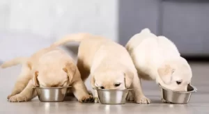 When To Switch From Puppy Food To Dog Food Labrador?
