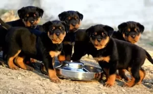How Much Food Should I Feed My Rottweiler Puppy?