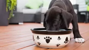 When to Stop Feeding Puppy Food