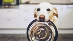 How Much Food Should A Puppy Eat
