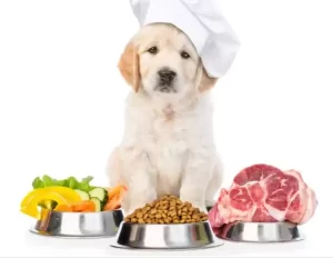 How Much Food to Feed a Lab Puppy?